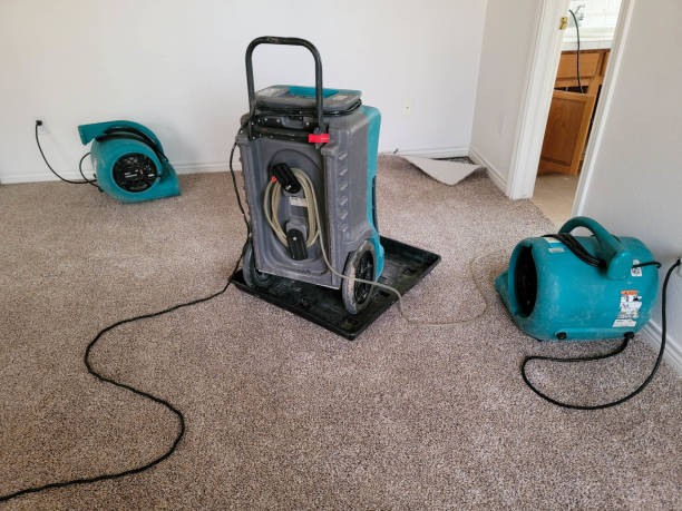 Best Water damage restoration near me  in Palestine, IL