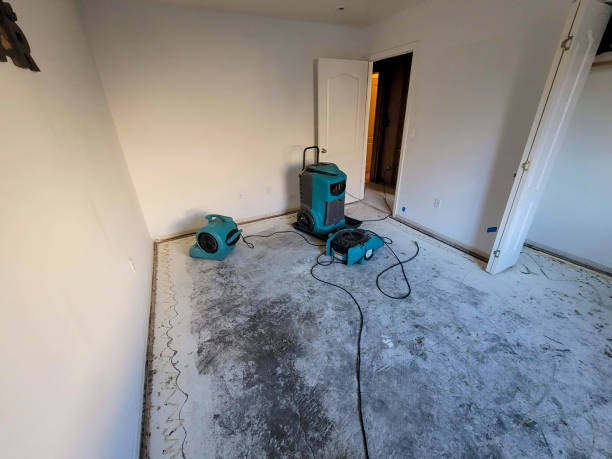 Best Carpet water damage restoration  in Palestine, IL