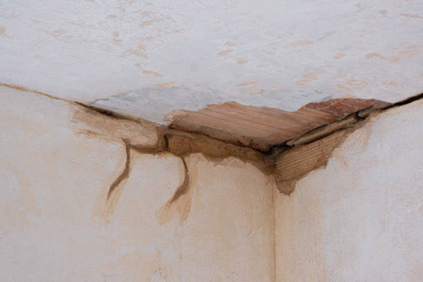 Best Mold removal after water damage  in Palestine, IL